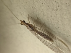 Eremochrysa punctinervis