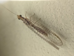 Eremochrysa punctinervis