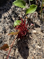 Grevillea laurifolia