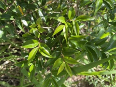 Eugenia biflora