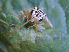 Aglaostigma lichtwardti