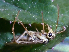 Aglaostigma lichtwardti