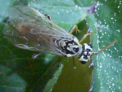 Aglaostigma lichtwardti