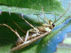 Aglaostigma lichtwardti