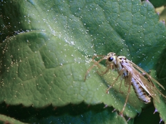 Aglaostigma lichtwardti