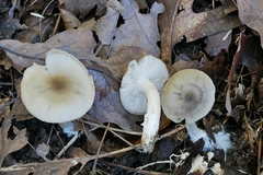 Entoloma griseum