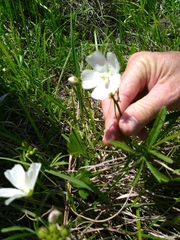 Callirhoe alcaeoides