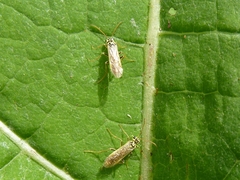 Aglaostigma lichtwardti