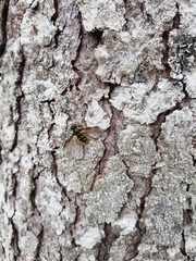 Sericomyia chrysotoxoides image