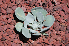 Physaria chambersii