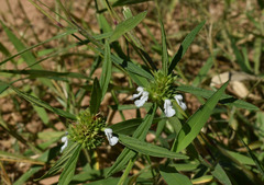 Leucas lavandulifolia