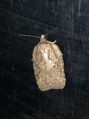 Acleris chalybeana