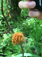 Araneus marmoreus