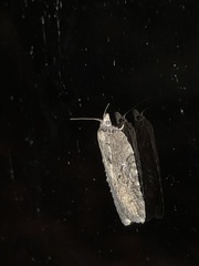Acleris chalybeana