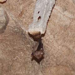 Hipposideros diadema