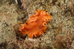 Yungia aurantiaca
