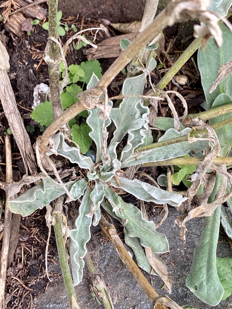 Silene coronaria, Old Hook Rd, Closter, NJ, US