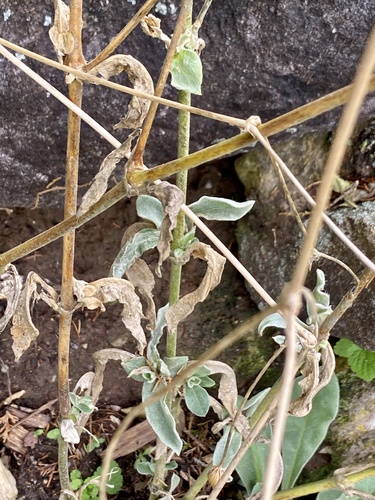 Silene coronaria