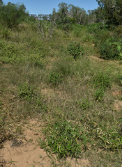 Leucas lavandulifolia