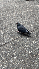 Columba livia domestica