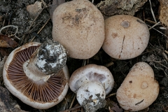 Cortinarius subpulchrifolius