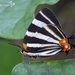 Zebra-striped Hairstreak - Photo (c) Eduardo Axel Recillas Bautista, some rights reserved (CC BY-NC), uploaded by Eduardo Axel Recillas Bautista