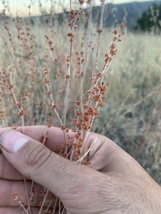 Eriogonum polycladon