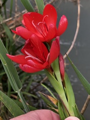 Hesperantha coccinea