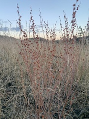 Eriogonum polycladon