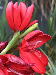 Hesperantha coccinea