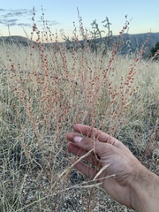 Eriogonum polycladon