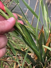 Hesperantha coccinea