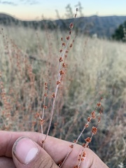 Eriogonum polycladon