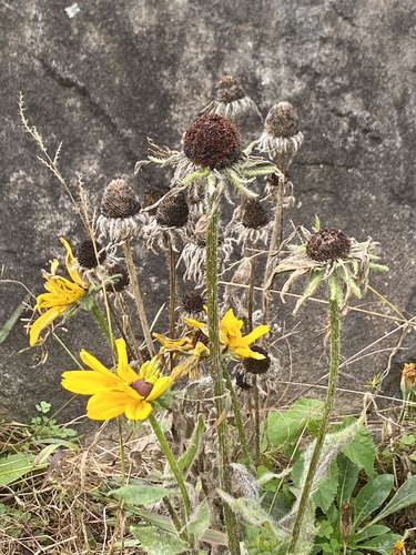 Another photo of Black-eyed Susan