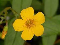 Oxalis spiralis