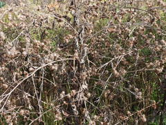 Arctium minus