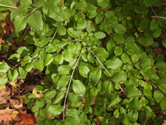 Rhamnus cathartica