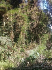 Merostachys
