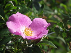 Rosa nitida