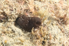 Phallusia fumigata