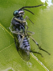 Macrophya albipuncta
