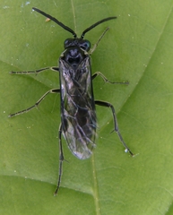 Macrophya albipuncta
