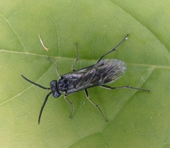 Macrophya albipuncta