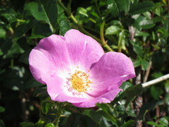 Rosa nitida