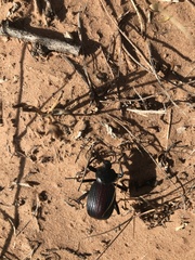 Eleodes suturalis