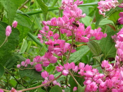 Melipona favosa