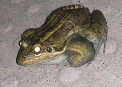 Leptodactylus latrans