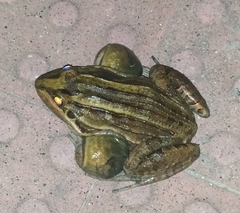 Leptodactylus latrans