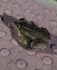 Leptodactylus latrans