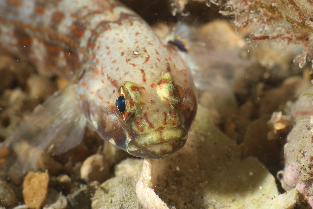 Golden Goby